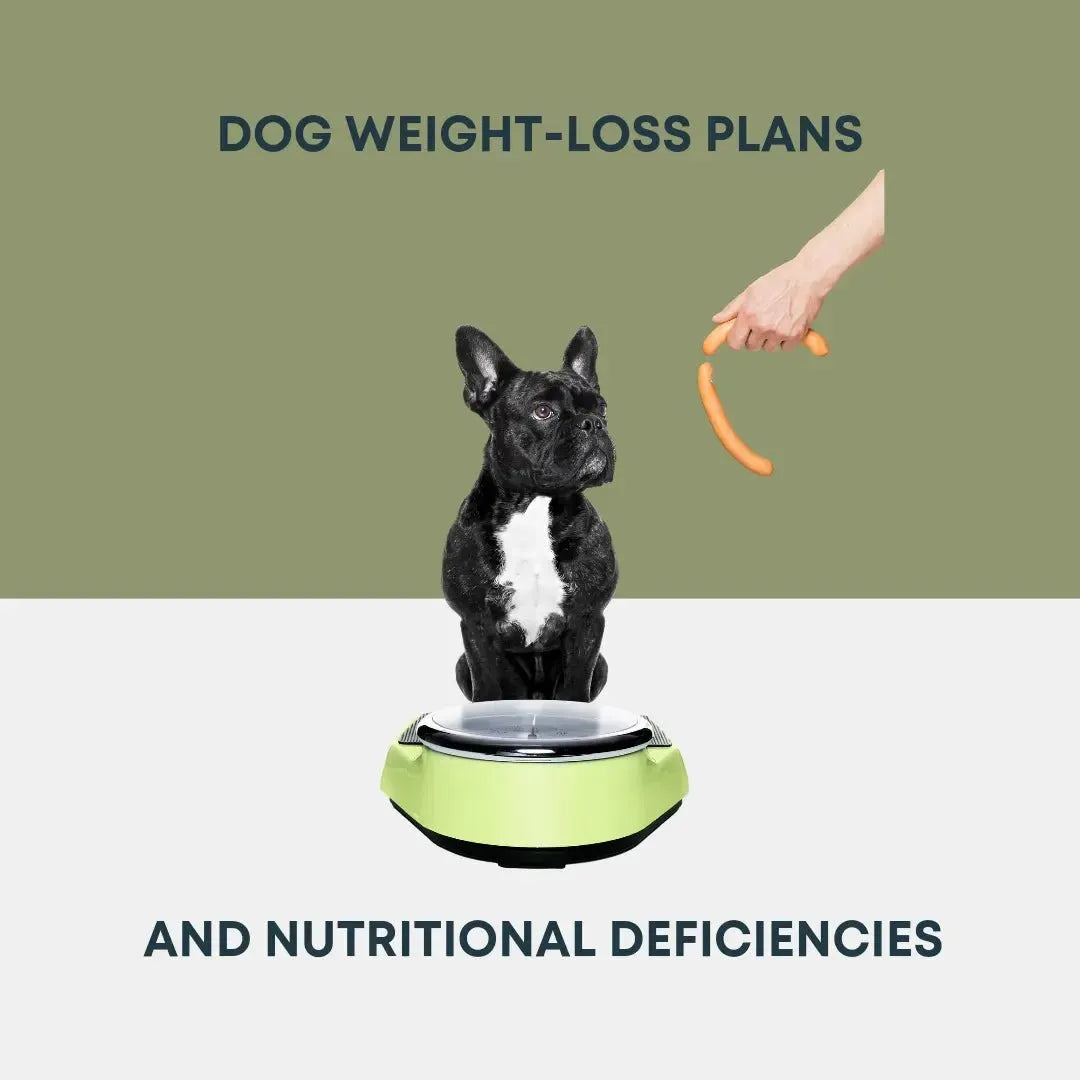Picture of Dog Weight Loss Plans and Nutritional Deficiencies – Harper & Friends