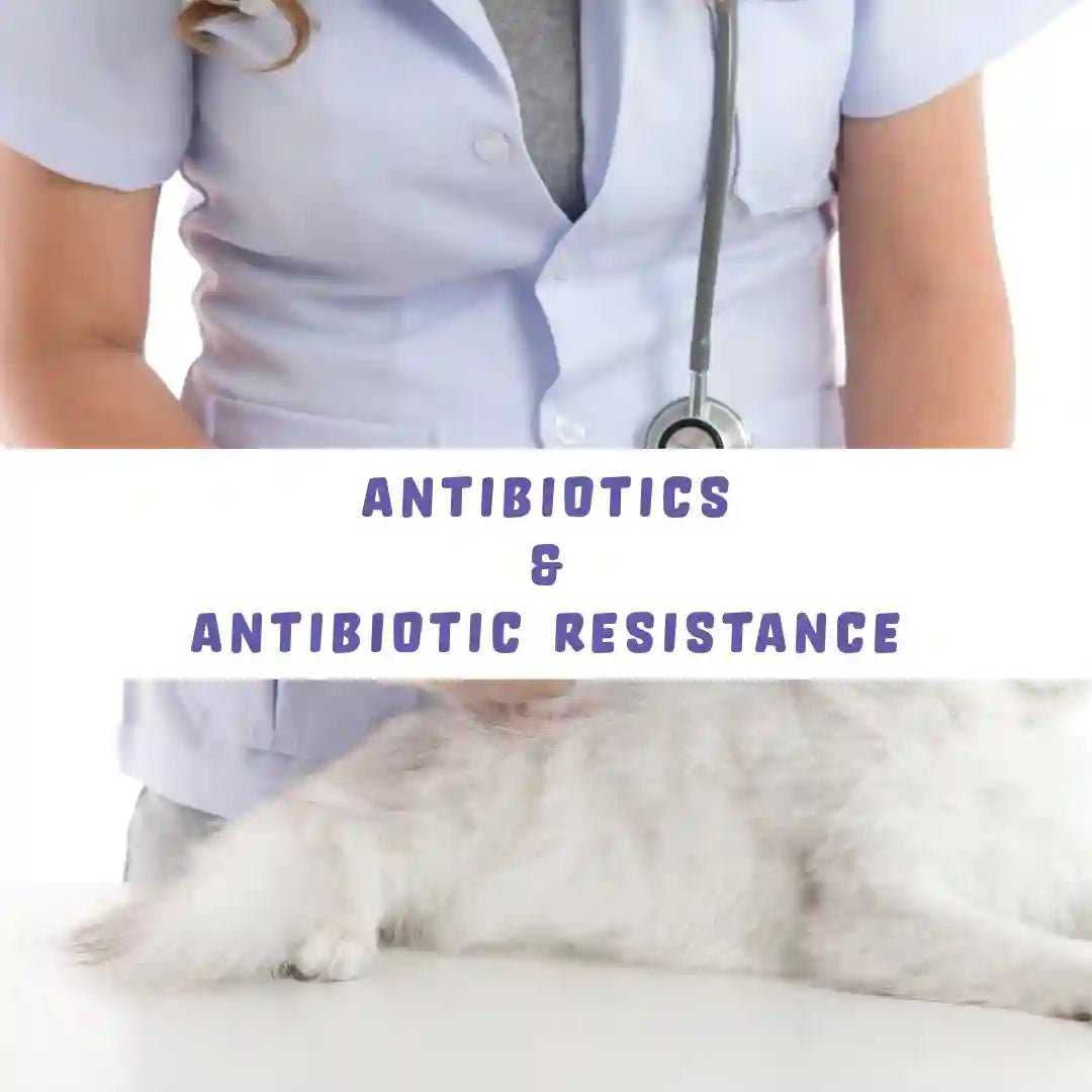 Antibiotics & Antibiotic Resistance - Harper & Friends