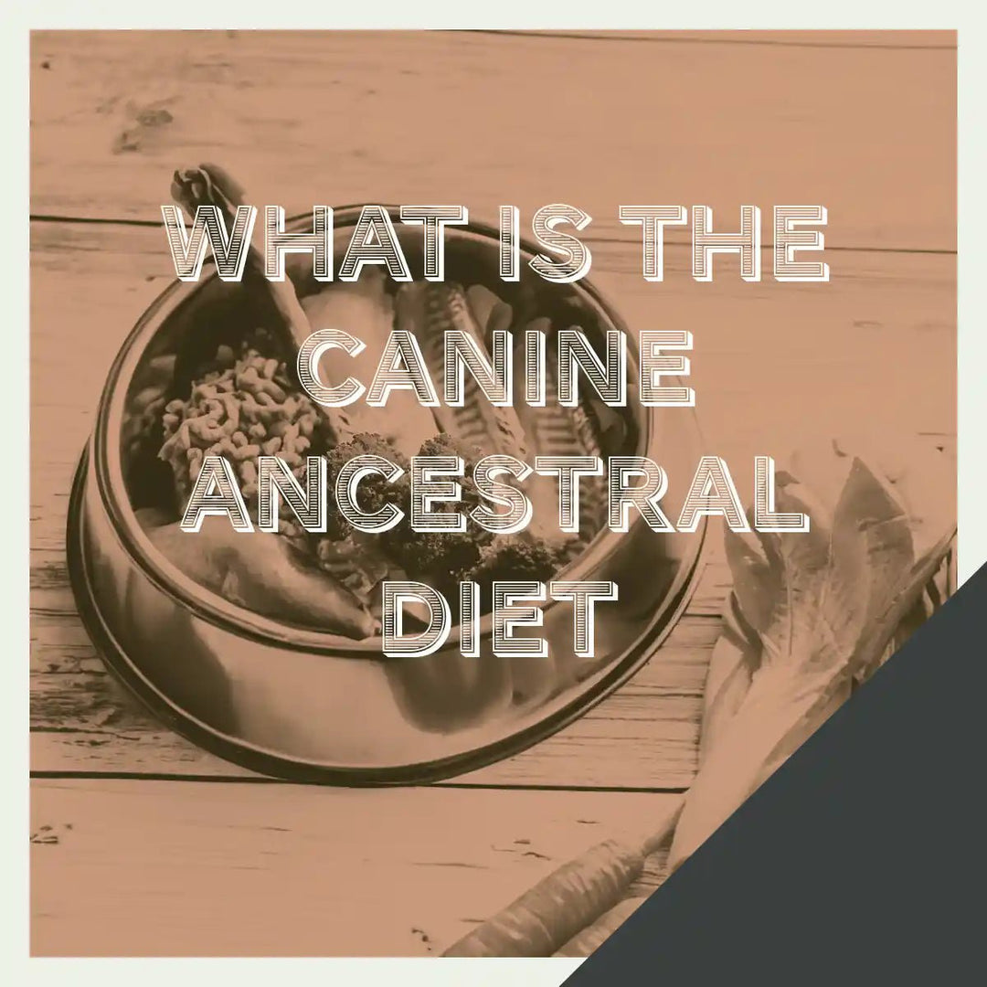 The Canine Ancestral Diet: What Does It Mean? - Harper & Friends