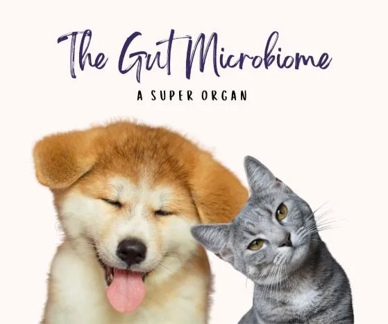 Canine And Feline Gut Microbiome Studies Of Interest - Harper & Friends