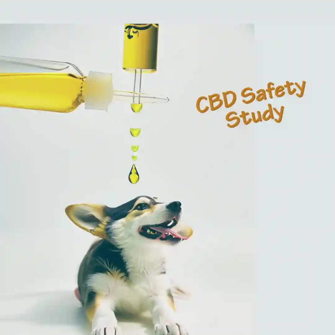Dog CBD Safety Study - Harper & Friends