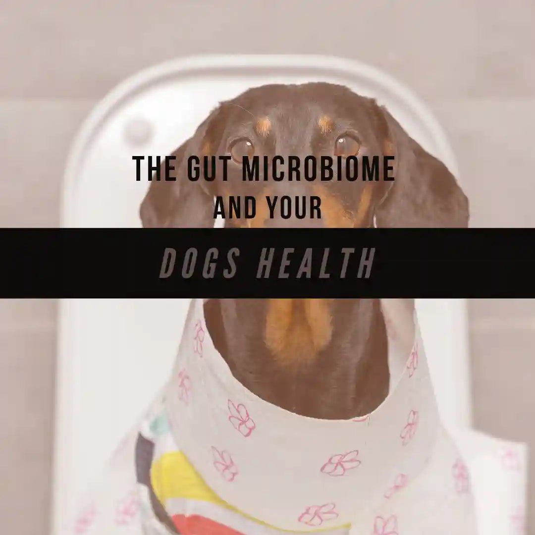 The Gut Microbiome And Your Dogs Health - Harper & Friends