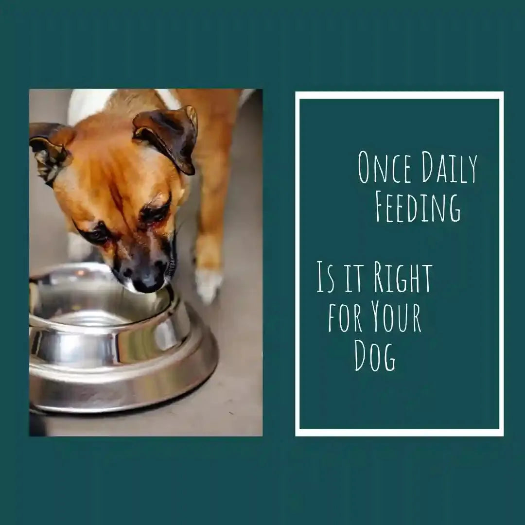 Once Daily Feeding?