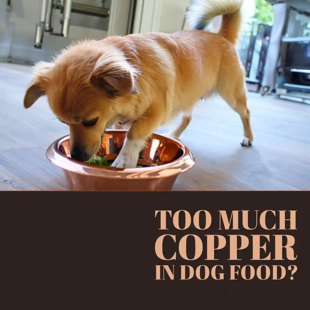 Too Much Copper In Dog Foods? - Harper & Friends