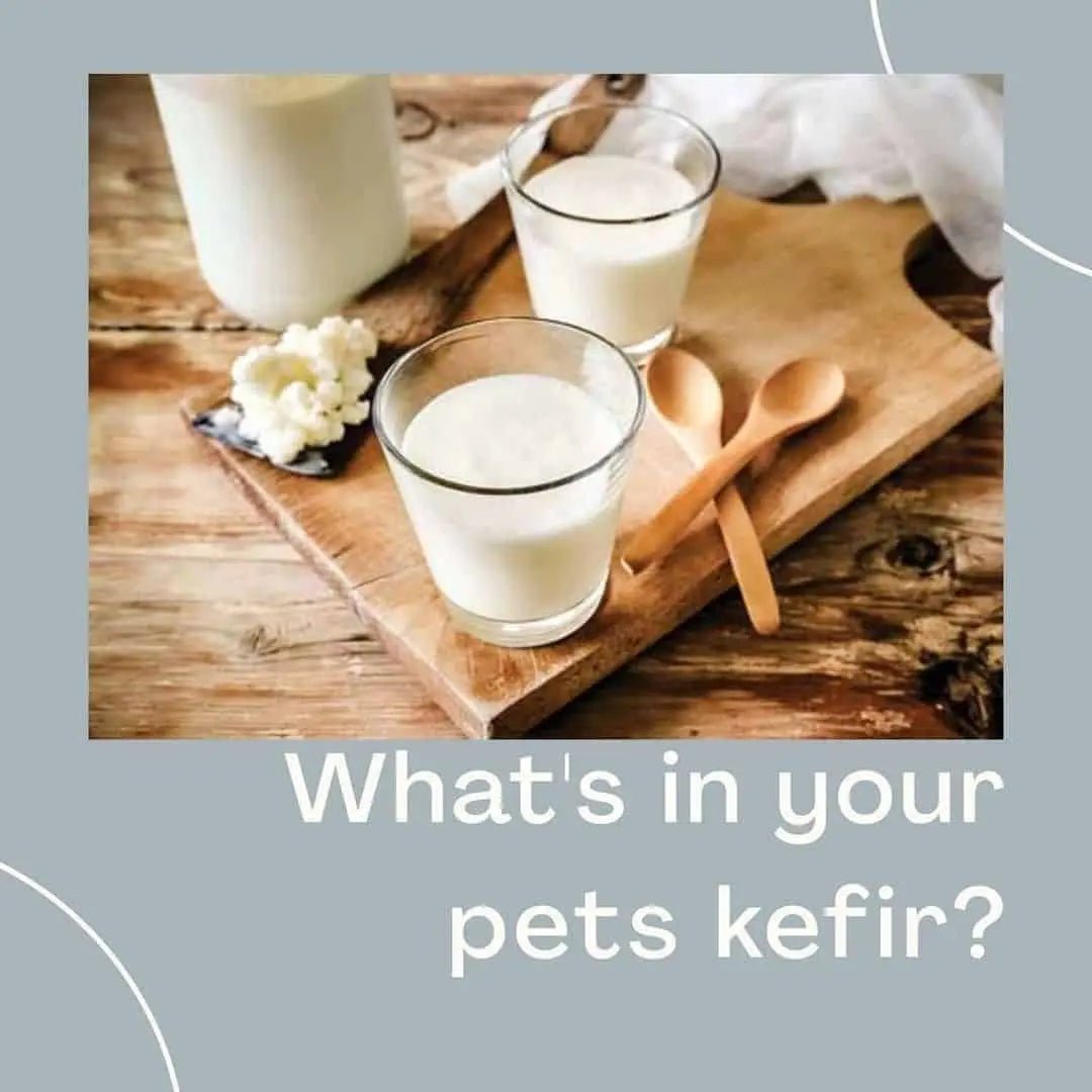What Is In Your Dog’s Kefir? - Harper & Friends