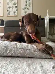 Bully Stick Pre-Order - Harper & Friends