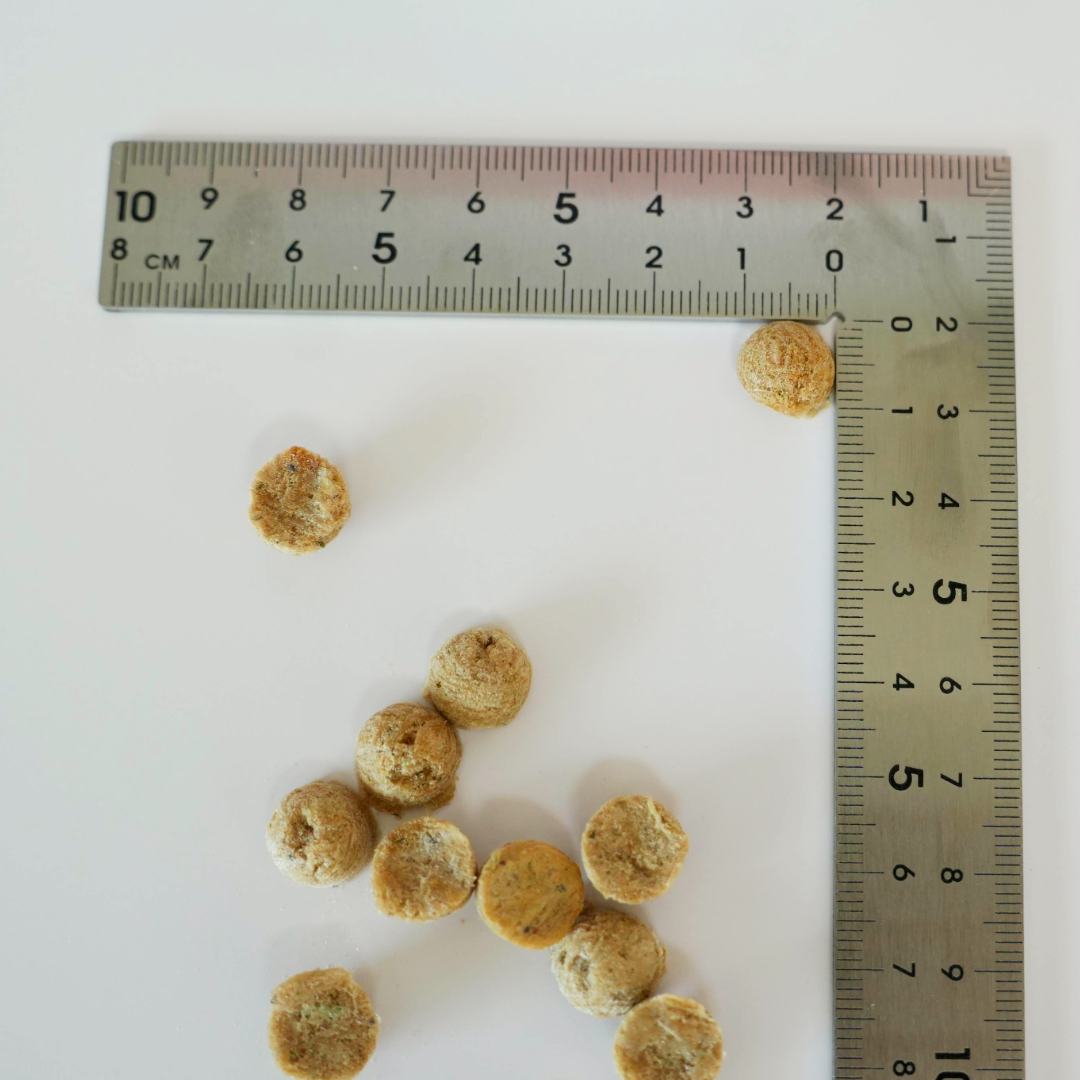 Several small round tan food Salmon Micro Bites scattered on a white surface next to a metal ruler (in cm) for size reference.