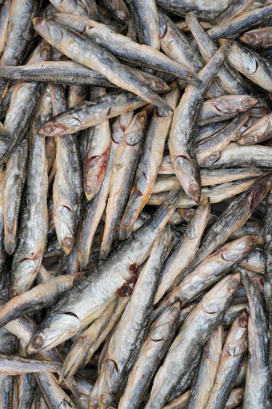 Freeze Dried Pacific Anchovies for dogs
