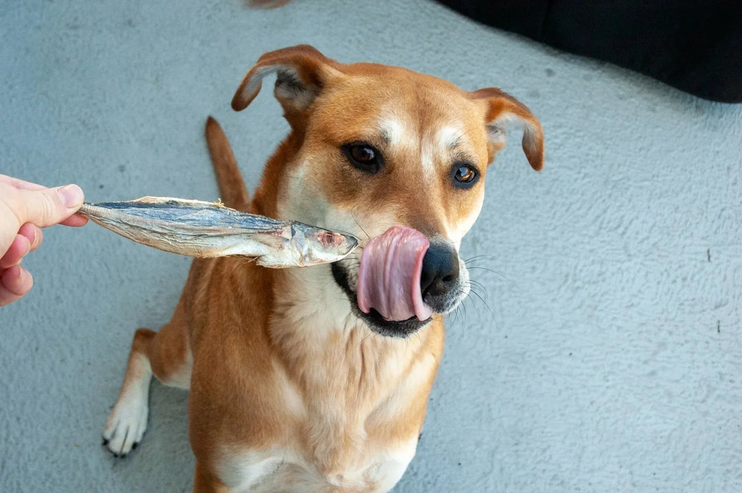 Freeze Dried Mackerel Dog Treats